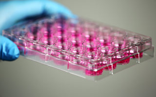 24 Well Cell Culture Plate