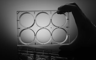 6 Well Cell Culture Plate