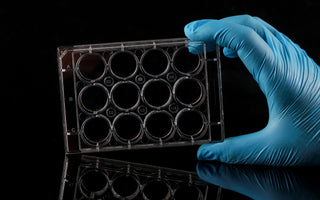 What is Organoid Culture?