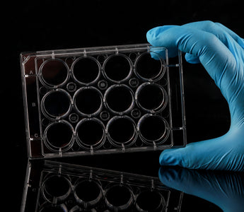 What is Organoid Culture?