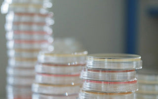 Plates used for antibiotic testing