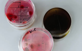 Agar plates for colony picking