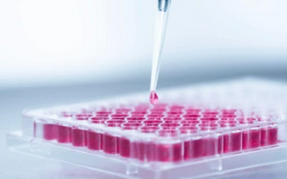 Media Being Pipetted in to Cell Culture Dish