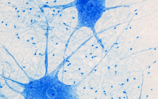Image of Cells Up Close Under Microscope