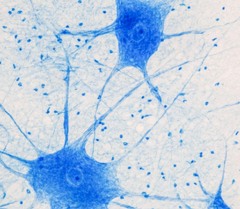 Image of Cells Up Close Under Microscope