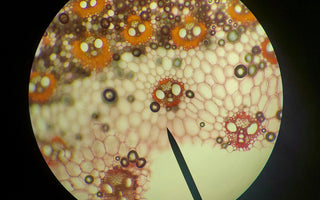 Choosing the Correct Cell Line: A Guide