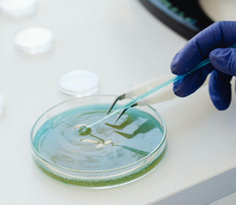 How to Properly Seed Your Cells
