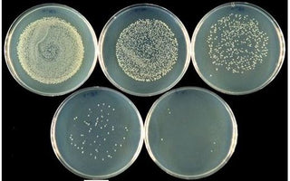 Serial dilution plates