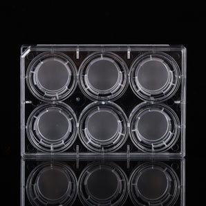 6 Well plate 8.0um inserts