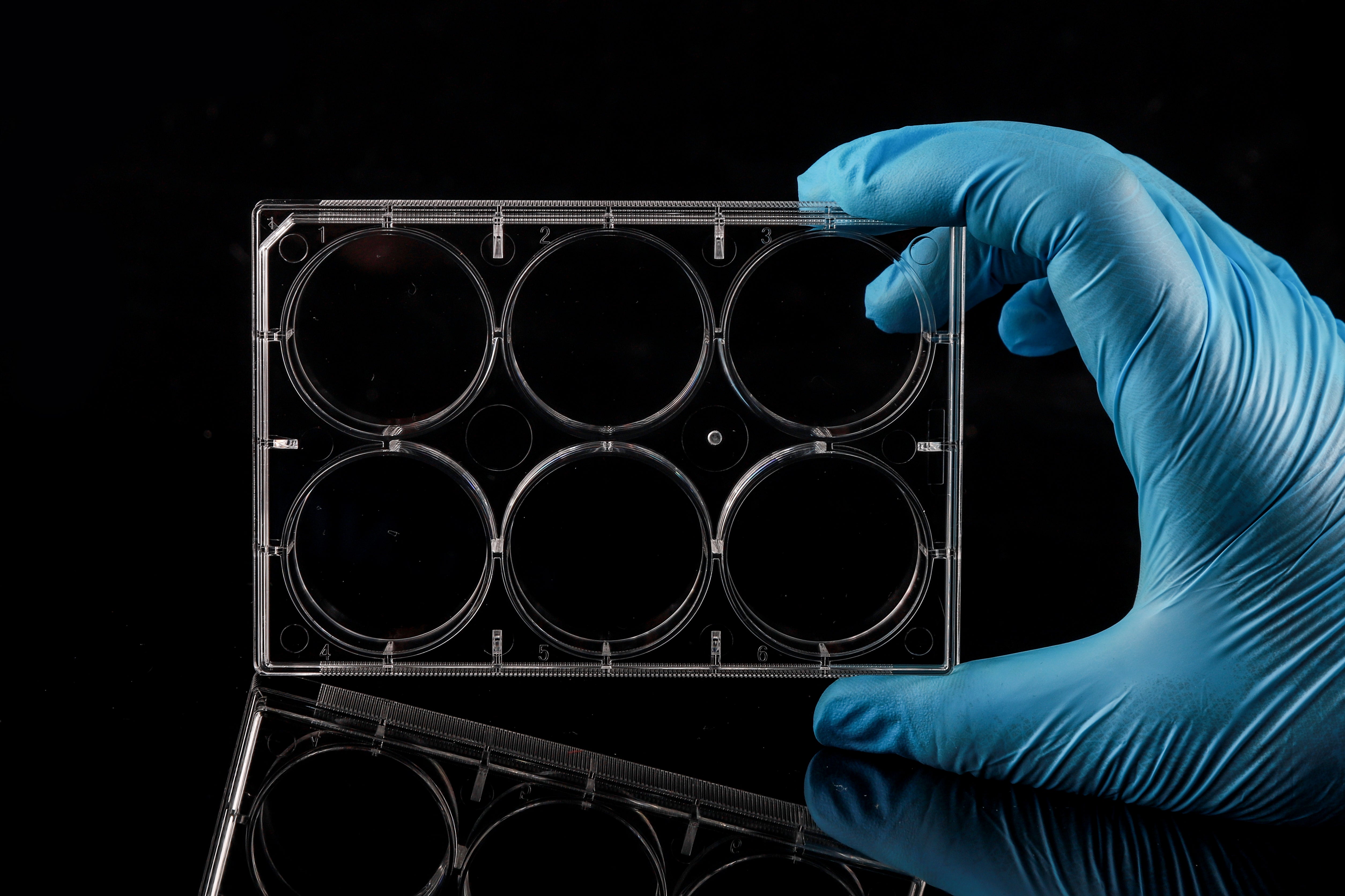 Nest Scientific 703001 - Untreated, 6 well, flat bottom tissue culture plate. 